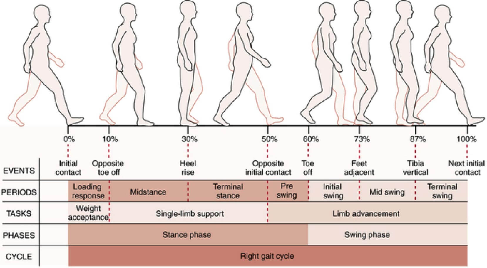 Il Ciclo del Passo | Analisi del Movimento | Orthesys Milano